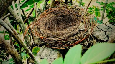 empty nest
