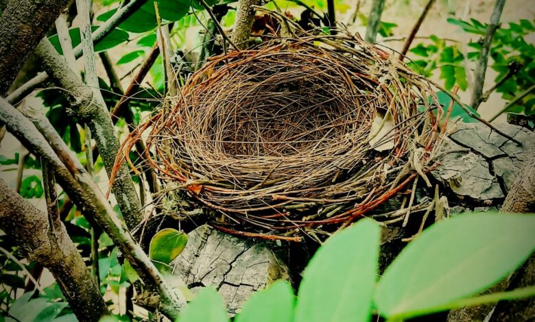 empty nest